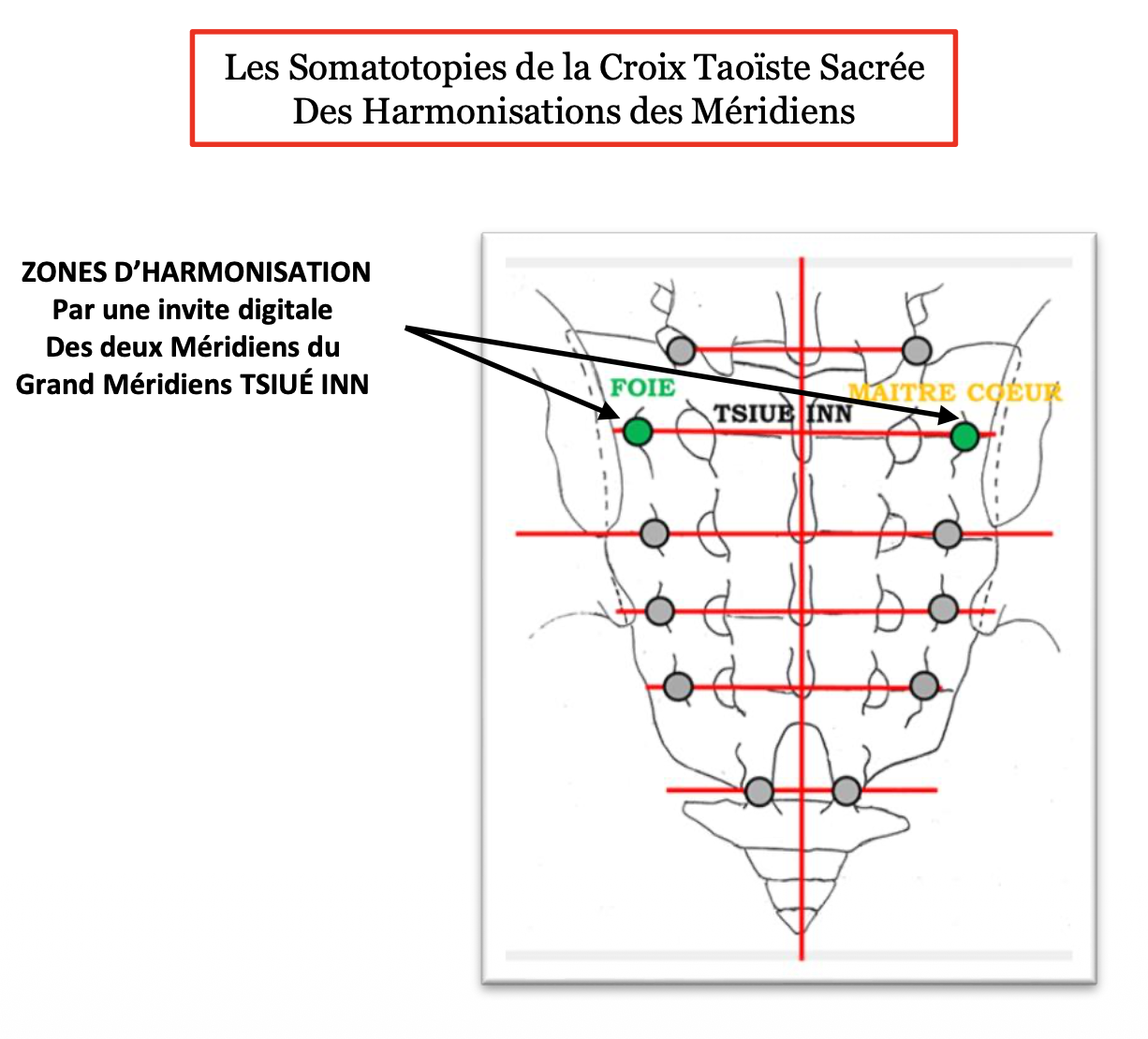 Les Somatotopies de la Croix Taoïste Sacrée Des Harmonisations des Méridiens