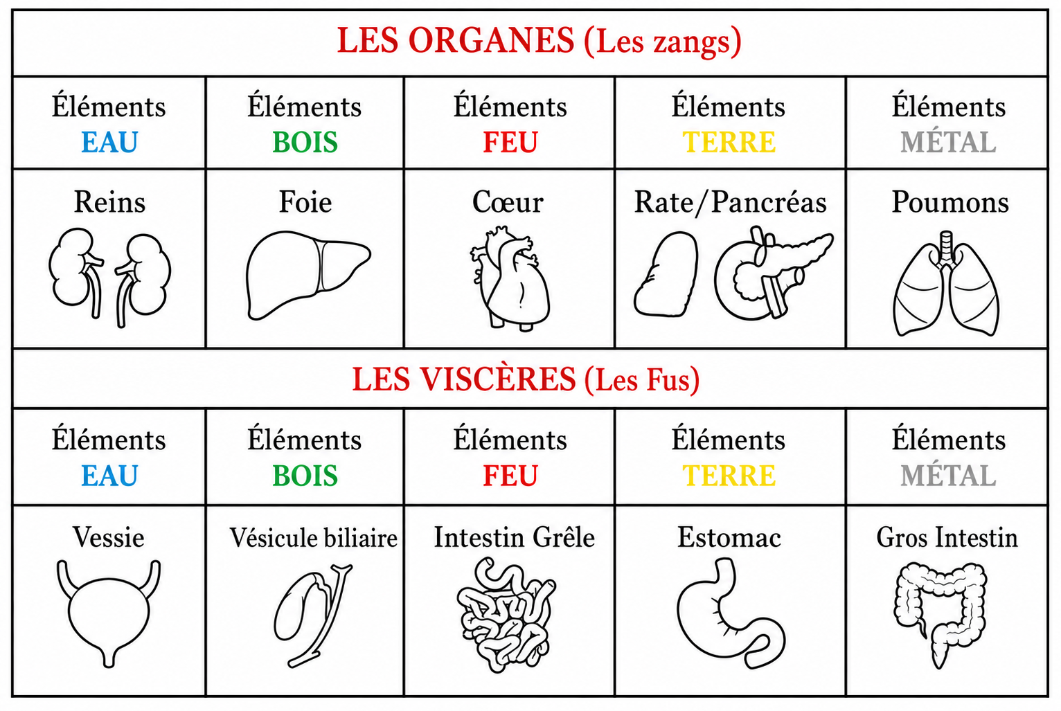 Organes et viscères des éléments