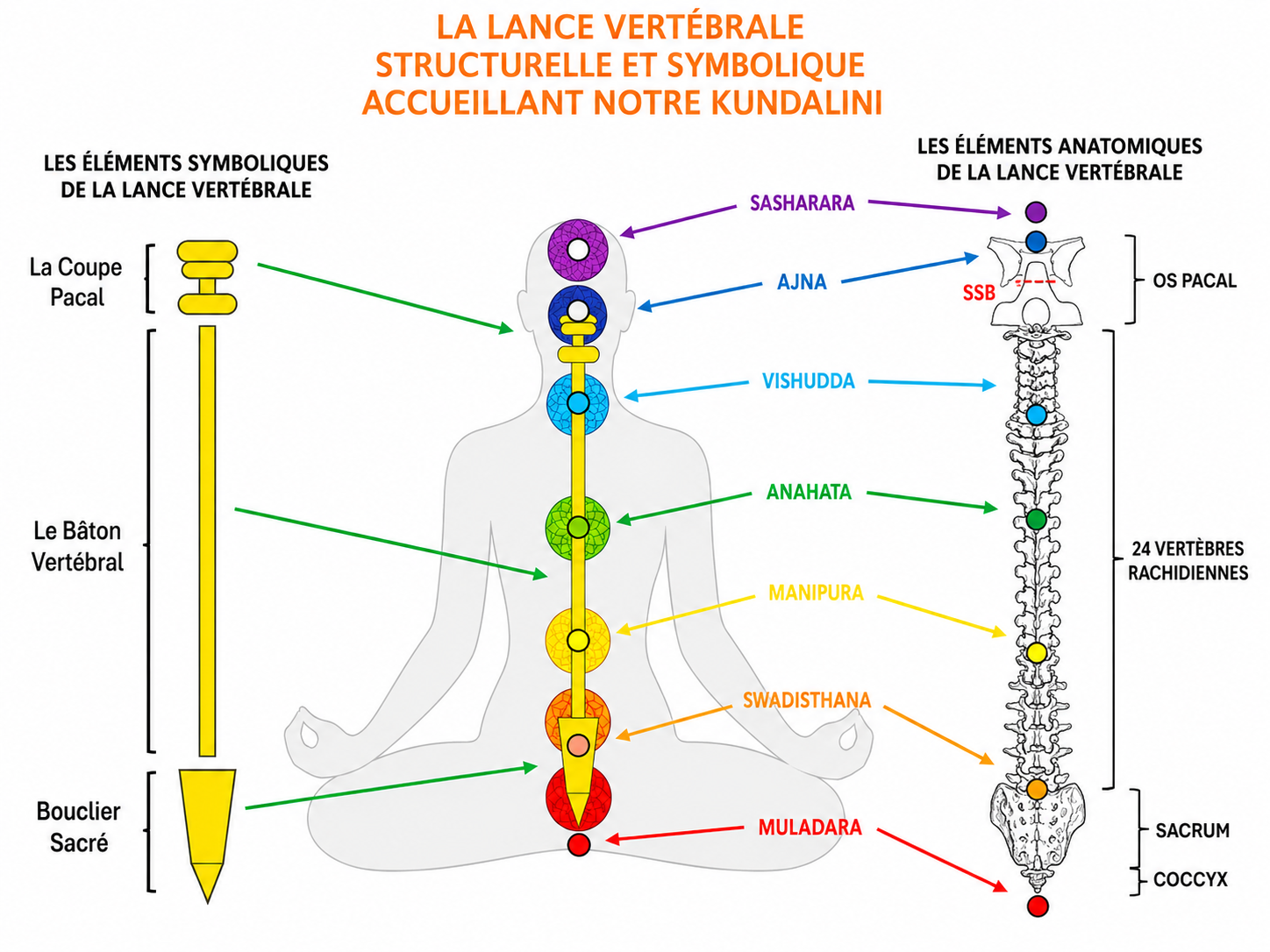Chakras and the lance vertébrale system