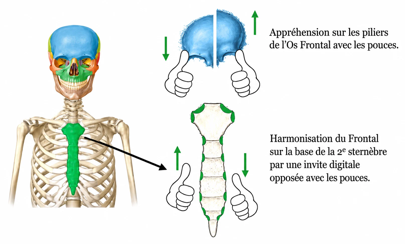 Technique de pression os frontal